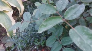 Мучнистая роса на розах