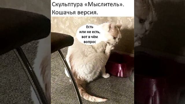 Под небом голубым есть котик золотой #мем Смешные картинки / #приколы с озвучкой ? смотреть онлайн