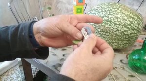 Прививка дыни на тыкву фиголистную