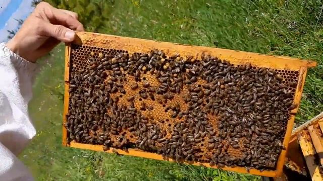 Роятся пчелы, что делать? смотреть онлайн