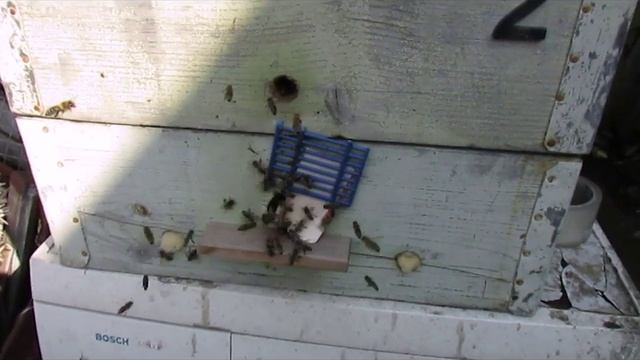 сентябрь на пасеке - пчелы дерутся у летков на улье, что делать пчеловоду смотреть онлайн