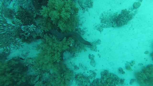 Египет; Хургада; Дайвинг в марте смотреть онлайн