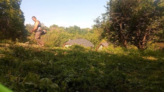 Husqvarna 555 RXT 3.8 HP Acacia Shurb Cutting