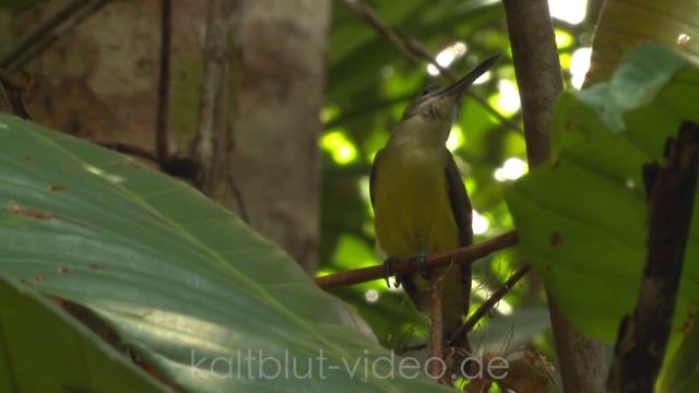 Sunda-Gavial, False Gharial, Tomistoma, Crocodile, Buaya смотреть онлайн