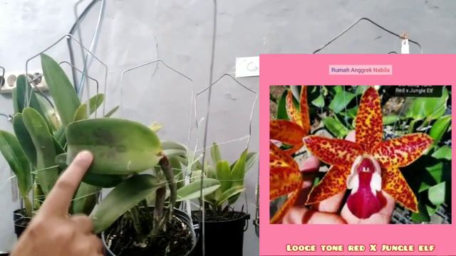 Promo Cattleya Bogem Kondisi Amplop... Stok Terbatas Yaaa смотреть онлайн
