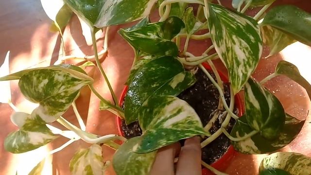 ?Мои комнатные цветы 2019?Мои сциндапсусы?Как пережили зиму?#4/2019? смотреть онлайн