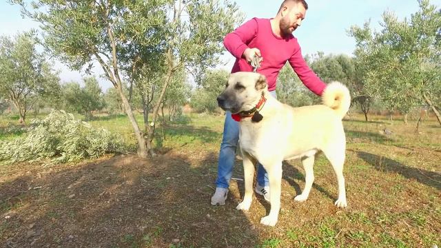 CANECORSO DAYI İLE TÜRKİYE ŞAMPİYONU KANGAL GABAR IN MEKANINA GİRDİK смотреть онлайн