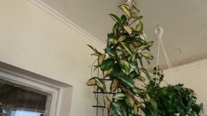 Хойя триколор