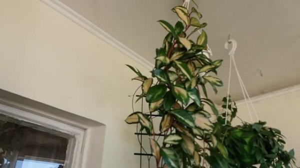 Хойя триколор