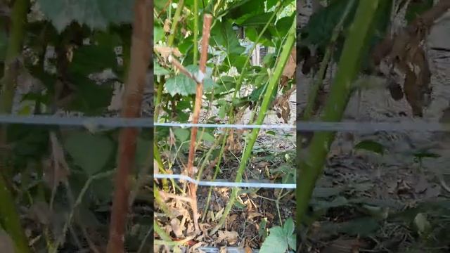 Плодоношение и обрезка ежевики Чёрная Магия смотреть онлайн