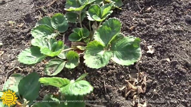 Когда лучше садить клубнику? смотреть онлайн