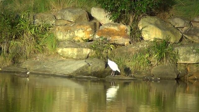 Австралийские ручные Какаду Австралия смотреть онлайн
