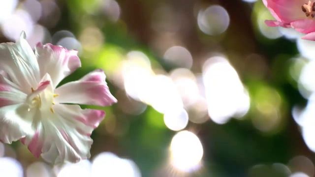 Trädgårdsliv vinjett ghp смотреть онлайн