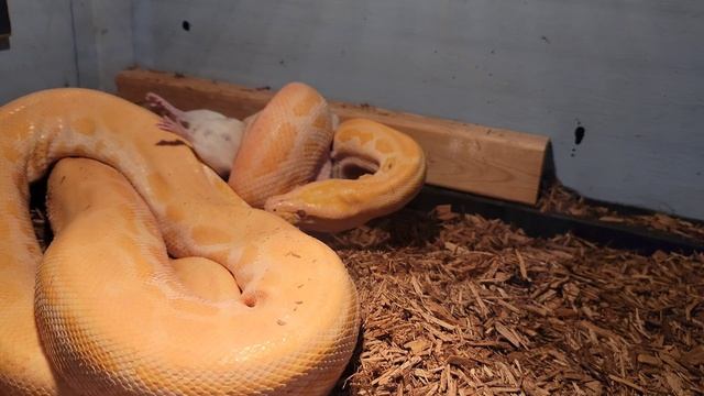 Pearl Burmese Python Live Feeding! Teaches Lessons! смотреть онлайн