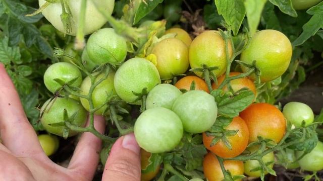 Томат "Видимо-невидимо" -- очень урожайный карликовый сорт смотреть онлайн