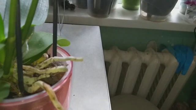 Орхидея Бронзовый Будда.? смотреть онлайн