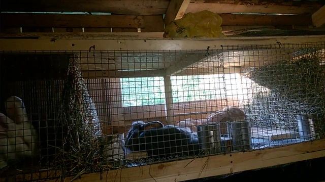 Как помочь кроликам в жару. смотреть онлайн