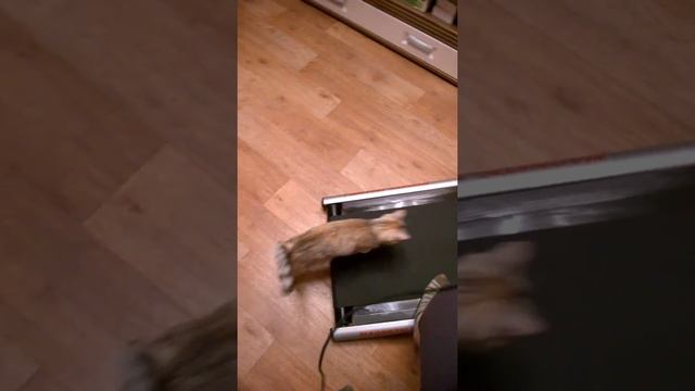 Кошка на беговой дорожке=) смотреть онлайн