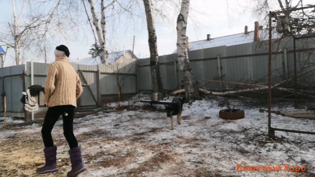 Хоббихорсинг влог/тренировки/ 06.12.20