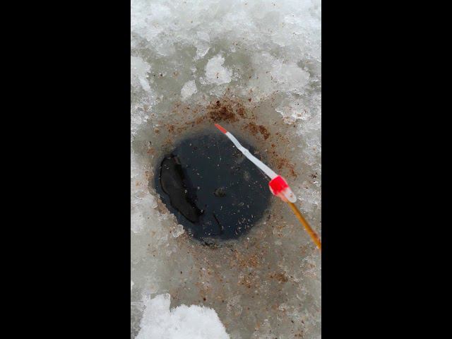 Как клюёт чебак. #NIK_72 смотреть онлайн