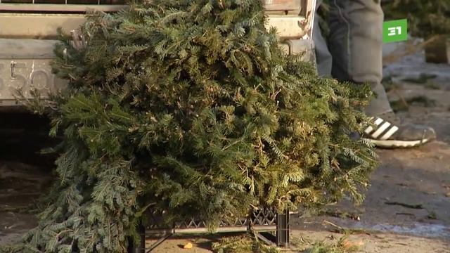 К Новому году в Челябинске открыли 93 елочных базара. Сколько стоит праздничная ель? смотреть онлайн