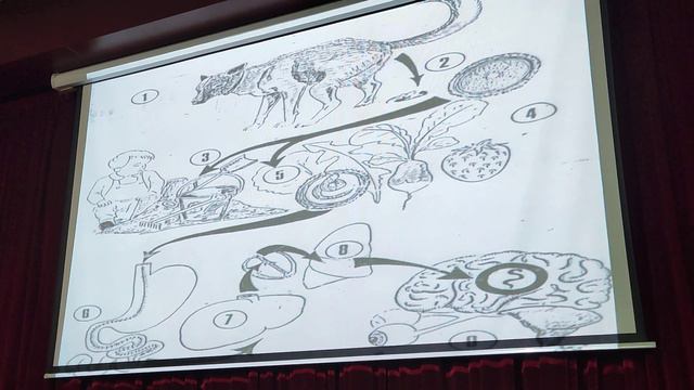 Vi Sinh và Nhiễm- Toxocara spp. смотреть онлайн