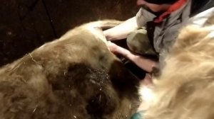 ТЯЖЕЛЫЙ Отел первотелки ДЖЕРСИ? Помощь корове во время отела ??