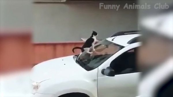 Best Funny Cat Videos That Will Make You Laugh All Day Long ??