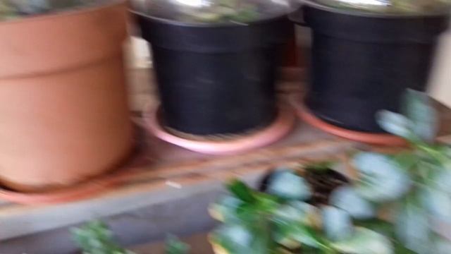 Расцвела белая азалия смотреть онлайн