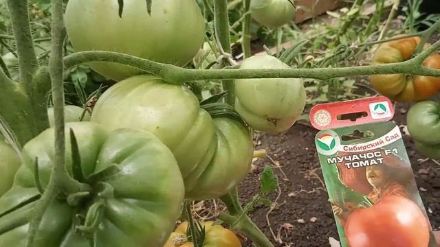 Устойчивые и вкусные сорта томатов. Мучачос и Зимаревский великан. смотреть онлайн