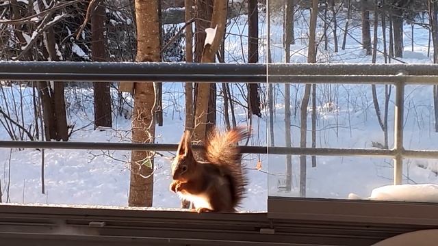 "мороз и солнце день чудесный!" смотреть онлайн