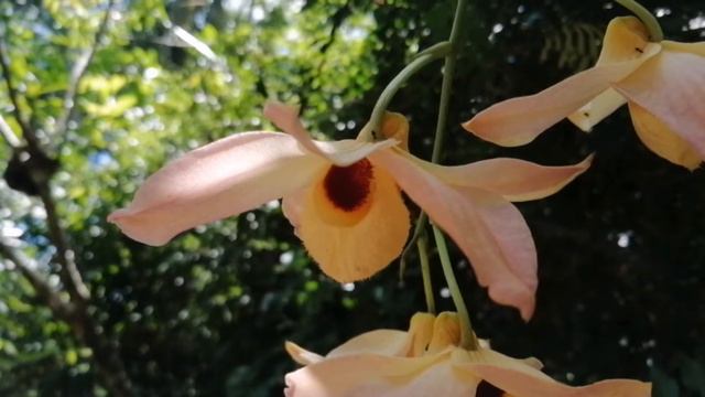 Dendrobium moschatum / Orchid смотреть онлайн