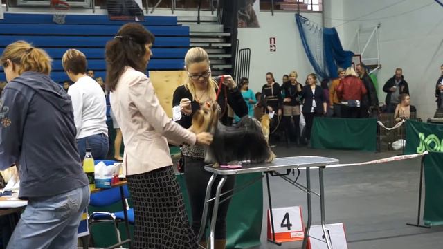 Estonia, Rakvere, 20.10.12., yorkshire junior bitch смотреть онлайн