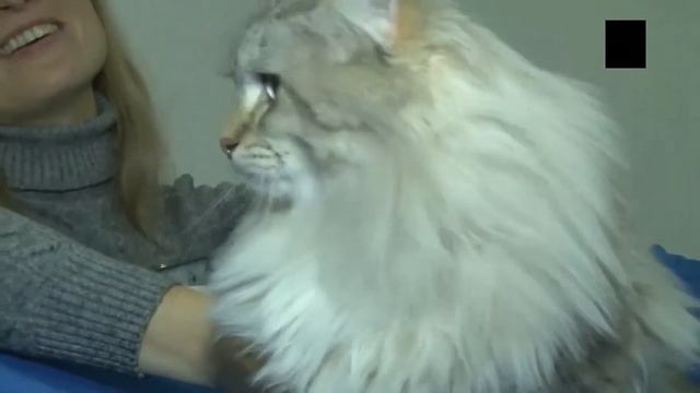 Невская-маскарадная кошка - аристократка северной столицы России смотреть онлайн