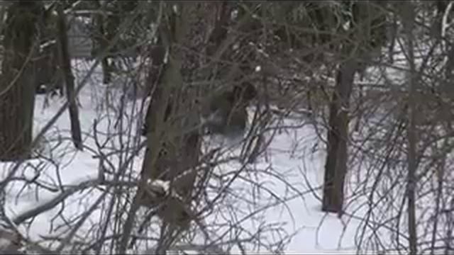 Охота на кабана с лайками.mp4 смотреть онлайн