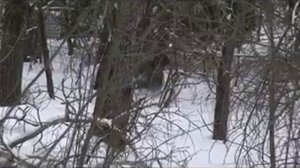 Охота на кабана с лайками.mp4