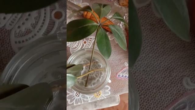 Шефлера выращиваю из листа. Из 10 листиков корни дал только 1. смотреть онлайн