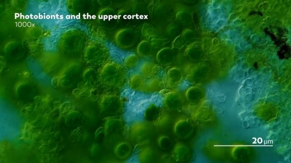 Lichen: The Mysterious Love Child of Fungi and Algae