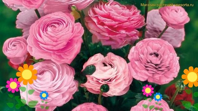 Лютик азиатский Пинк. Краткий обзор, описание характеристик ranunculus asiaticus Pink смотреть онлайн