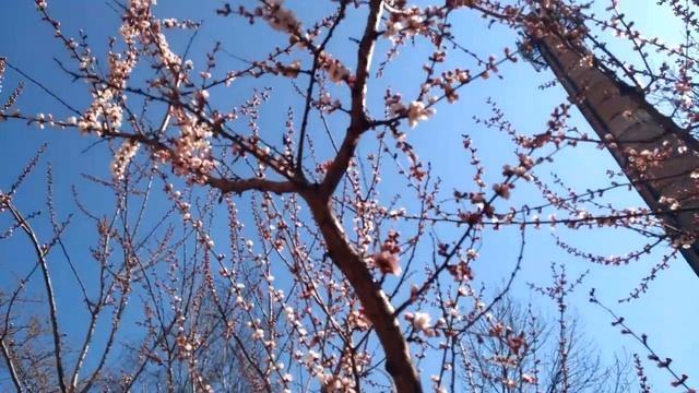 Вальс цветов в начале апреля. Житомир 2020. Весна. Цветы в апреле. Zhytomyr Spring April Flower смотреть онлайн