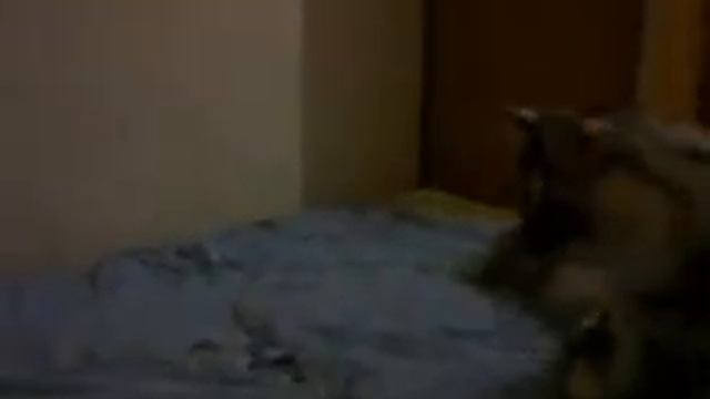 Игры мейн куна смотреть онлайн