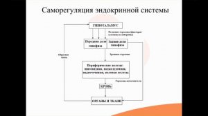 33.1. Эндокринная система_ саморегуляция, классификация гормонов
