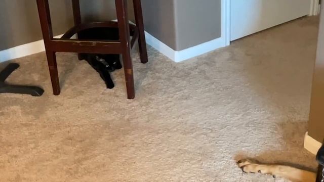 Bodega 12 Volt portable refrigerator / freezer - Unboxing and testing смотреть онлайн