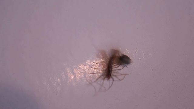 Драка насекомых. Многоножка против клопа. Versus смотреть онлайн