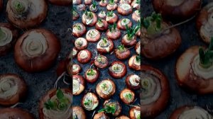 Посадка лука Штутгарт на перо