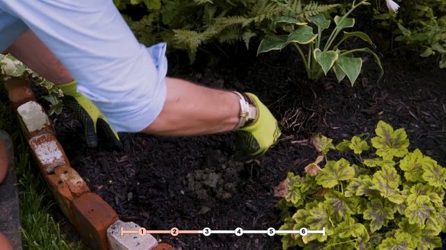 How To Plant And Care For Hostas | How To I HB