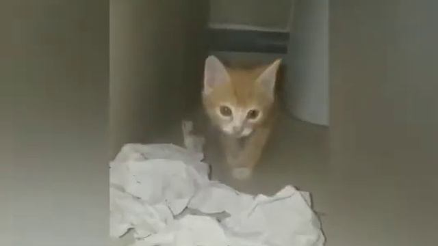 Спасение маленьких котят.Котят выбросили на улицу. смотреть онлайн