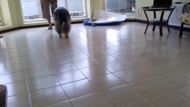 колли походка2 смотреть онлайн