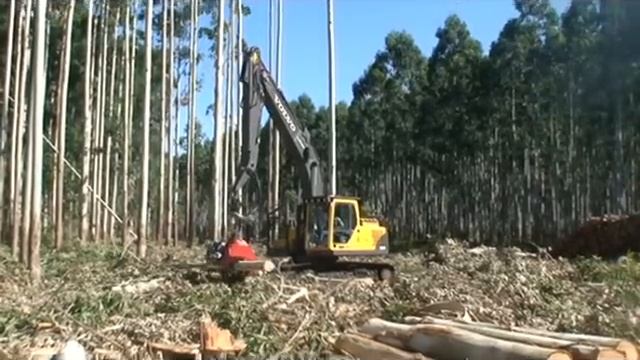 LogMax 7000XT+Volvo EC210 Processing Eucalyptus.wmv смотреть онлайн