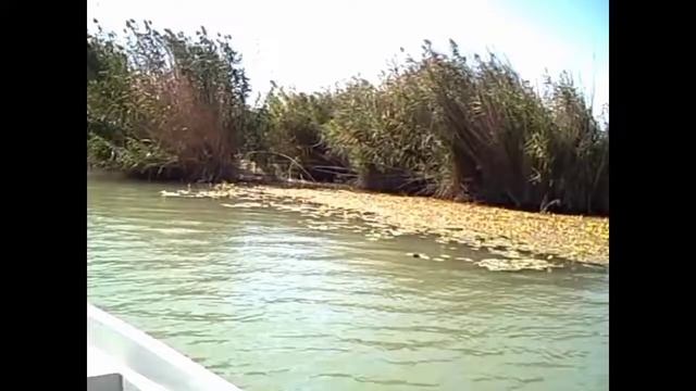 Рыбалка дельта Или. Бешеная рыбалка.Огромный сом.Белый амур ловится на саранчу.Протоки полные амура смотреть онлайн